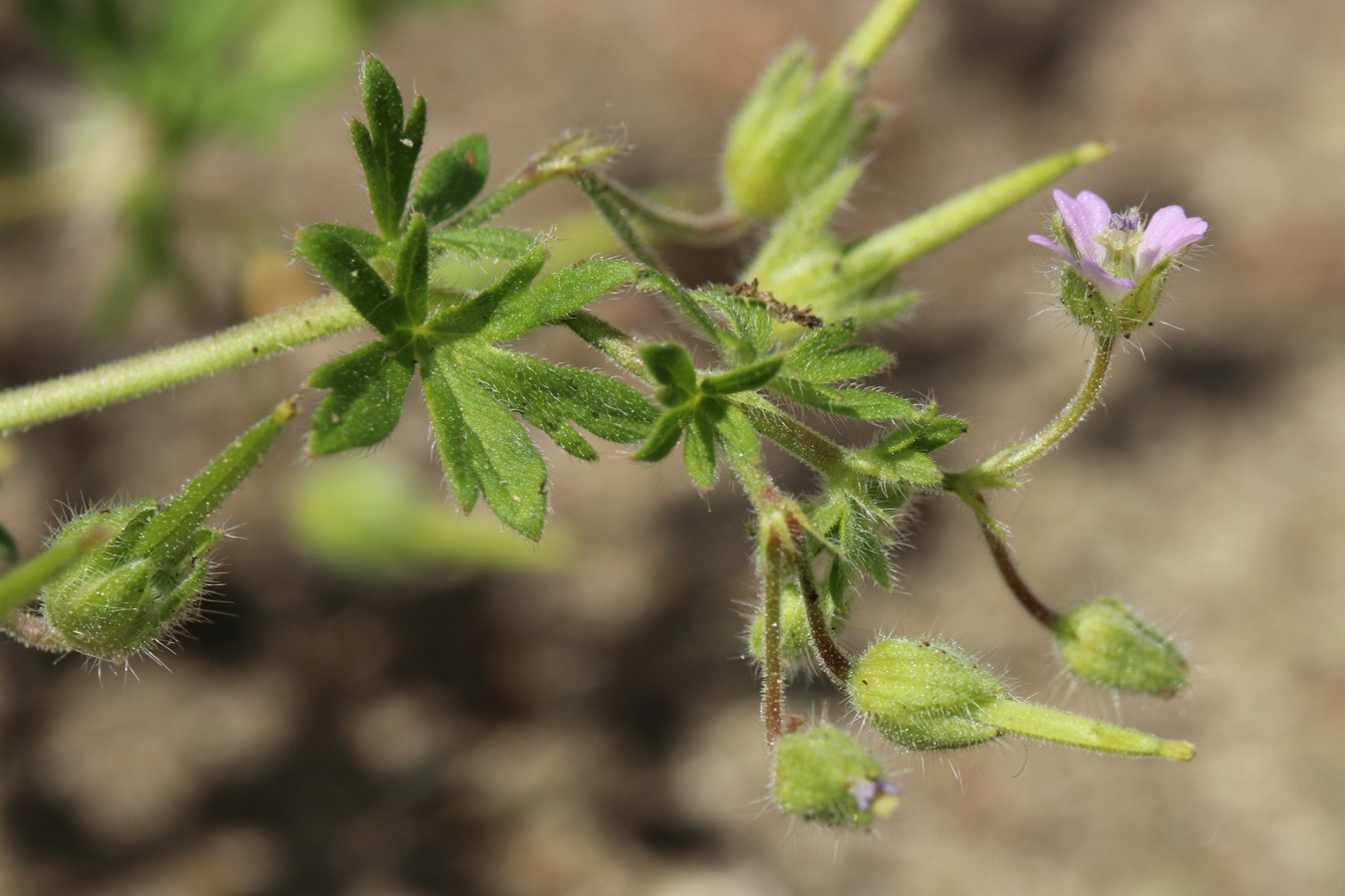 Изображение особи Geranium pusillum.