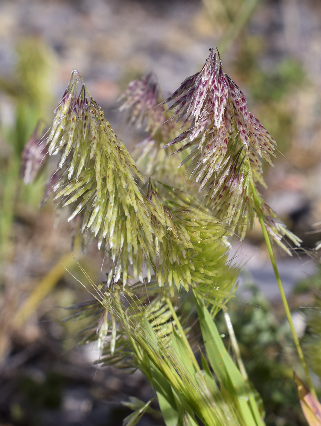 Image of Lamarckia aurea specimen.