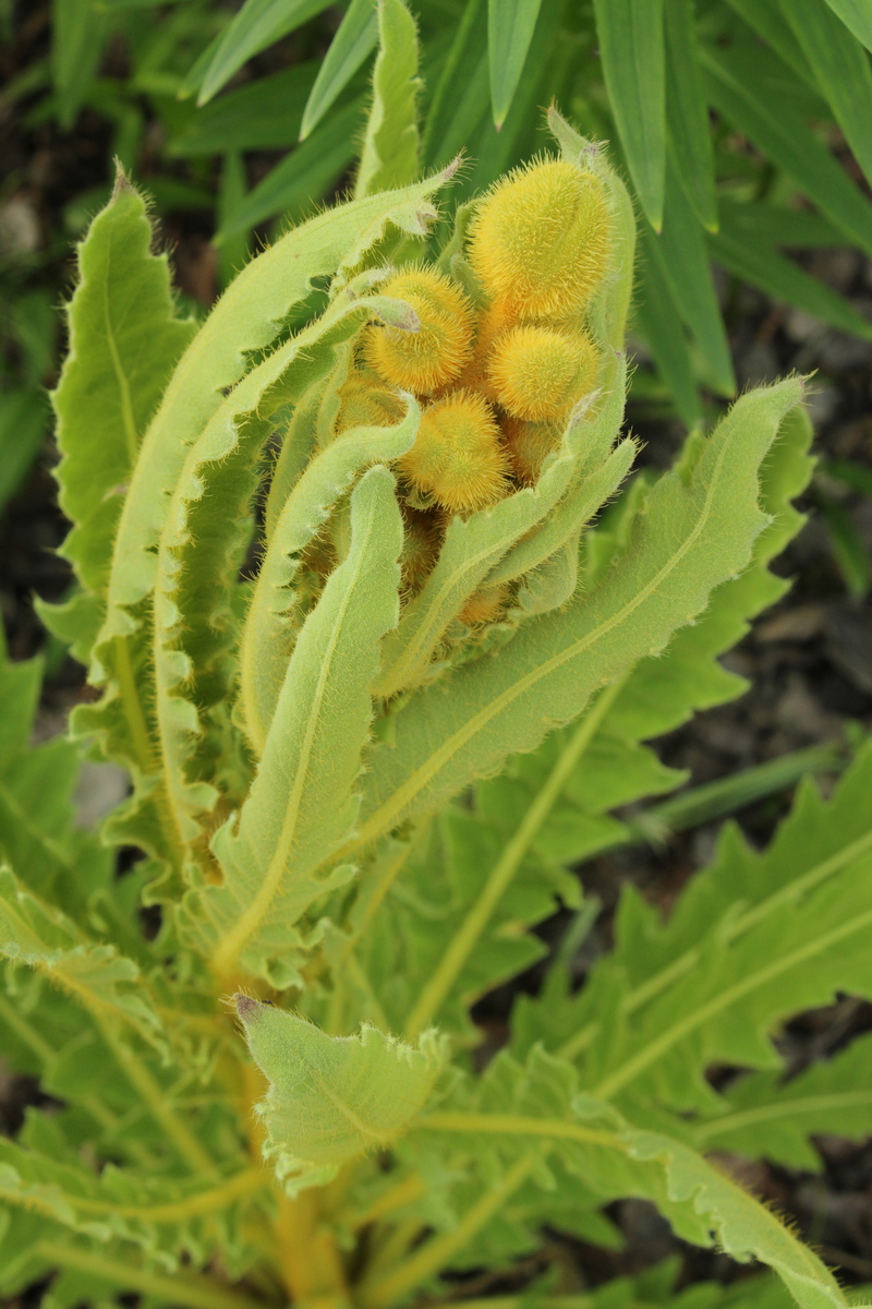 Изображение особи Meconopsis paniculata.
