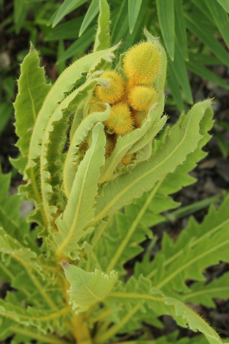 Image of Meconopsis paniculata specimen.