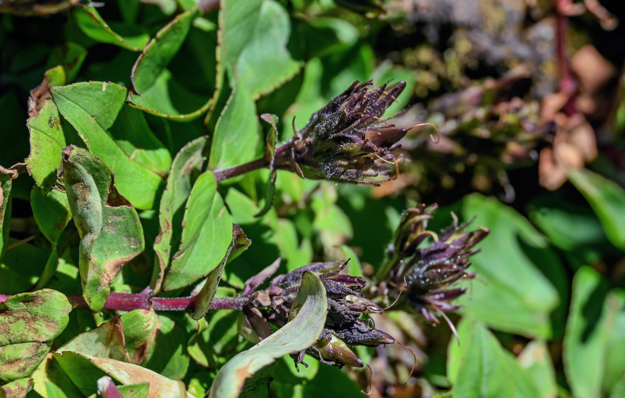 Image of Pennellianthus frutescens specimen.