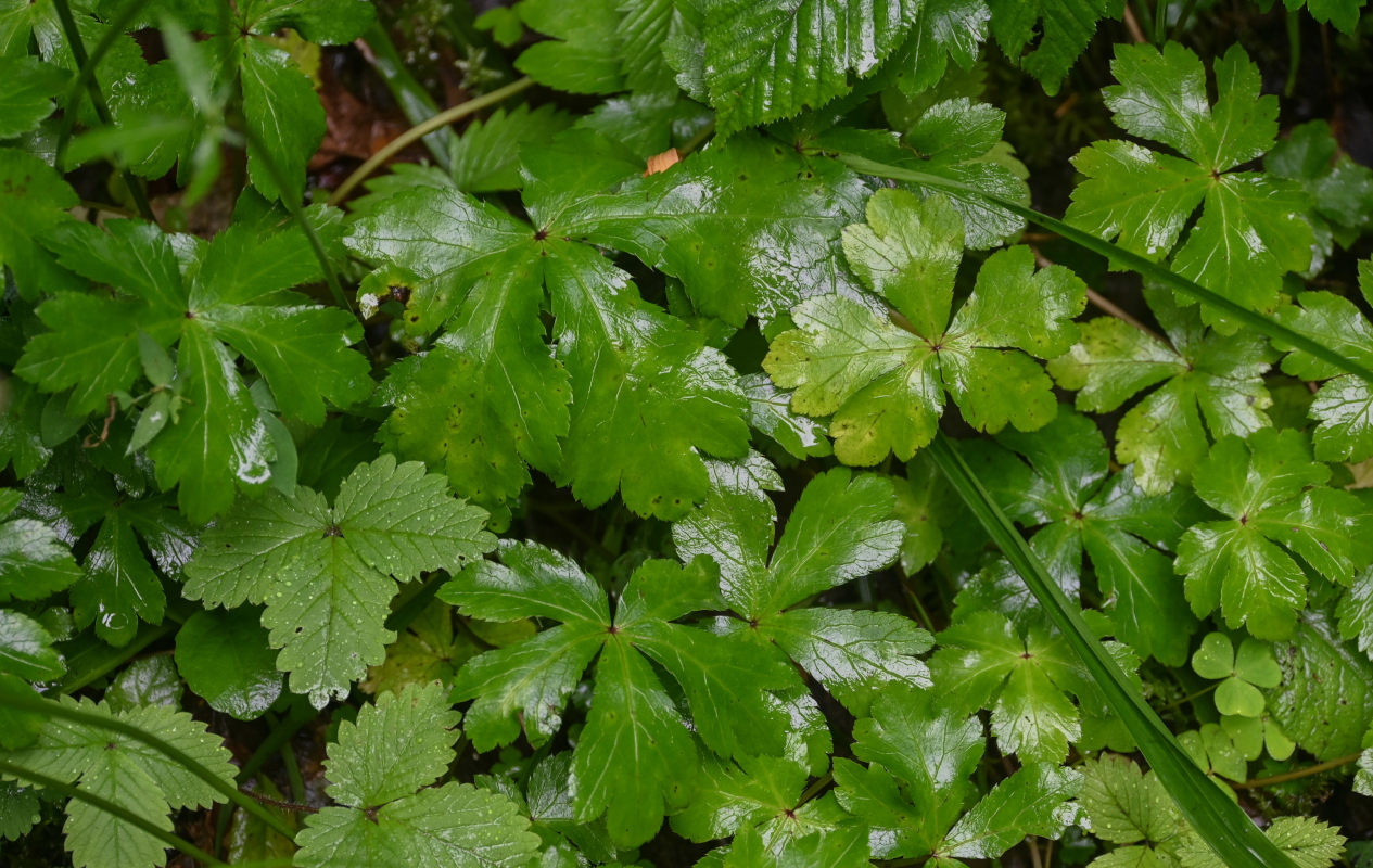 Image of Sanicula europaea specimen.