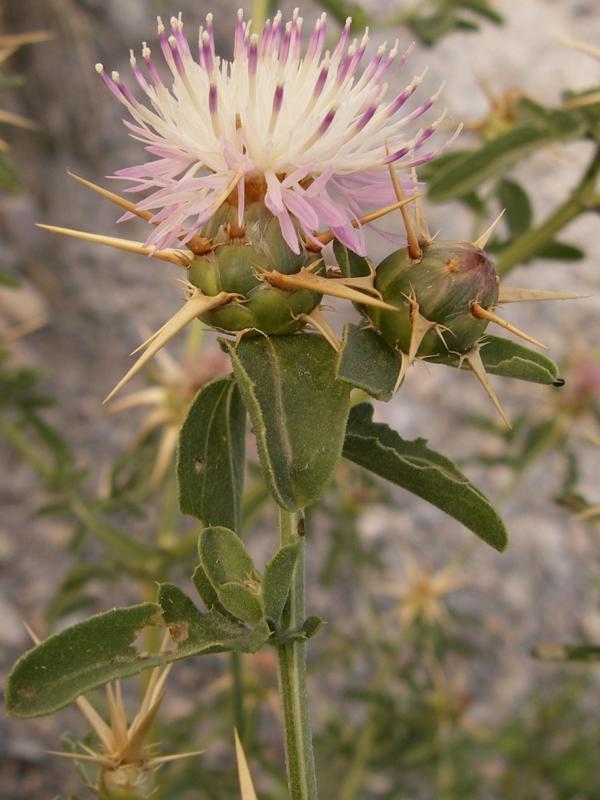 Изображение особи Centaurea iberica.