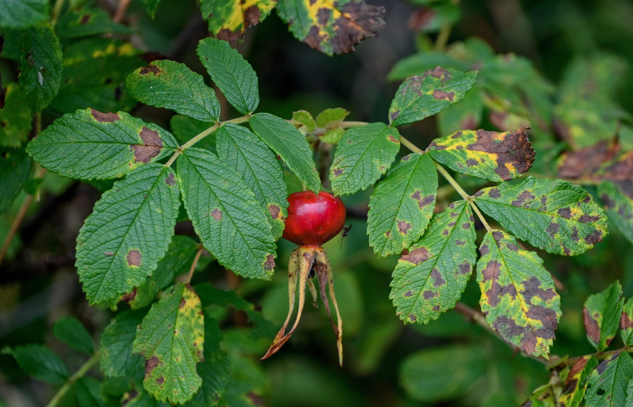 Изображение особи Rosa amblyotis.