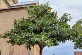 Eriobotrya japonica. Крона плодоносящего дерева. Грузия, г. Тбилиси, в культуре. 10.06.2023.