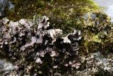 Peltigera praetextata