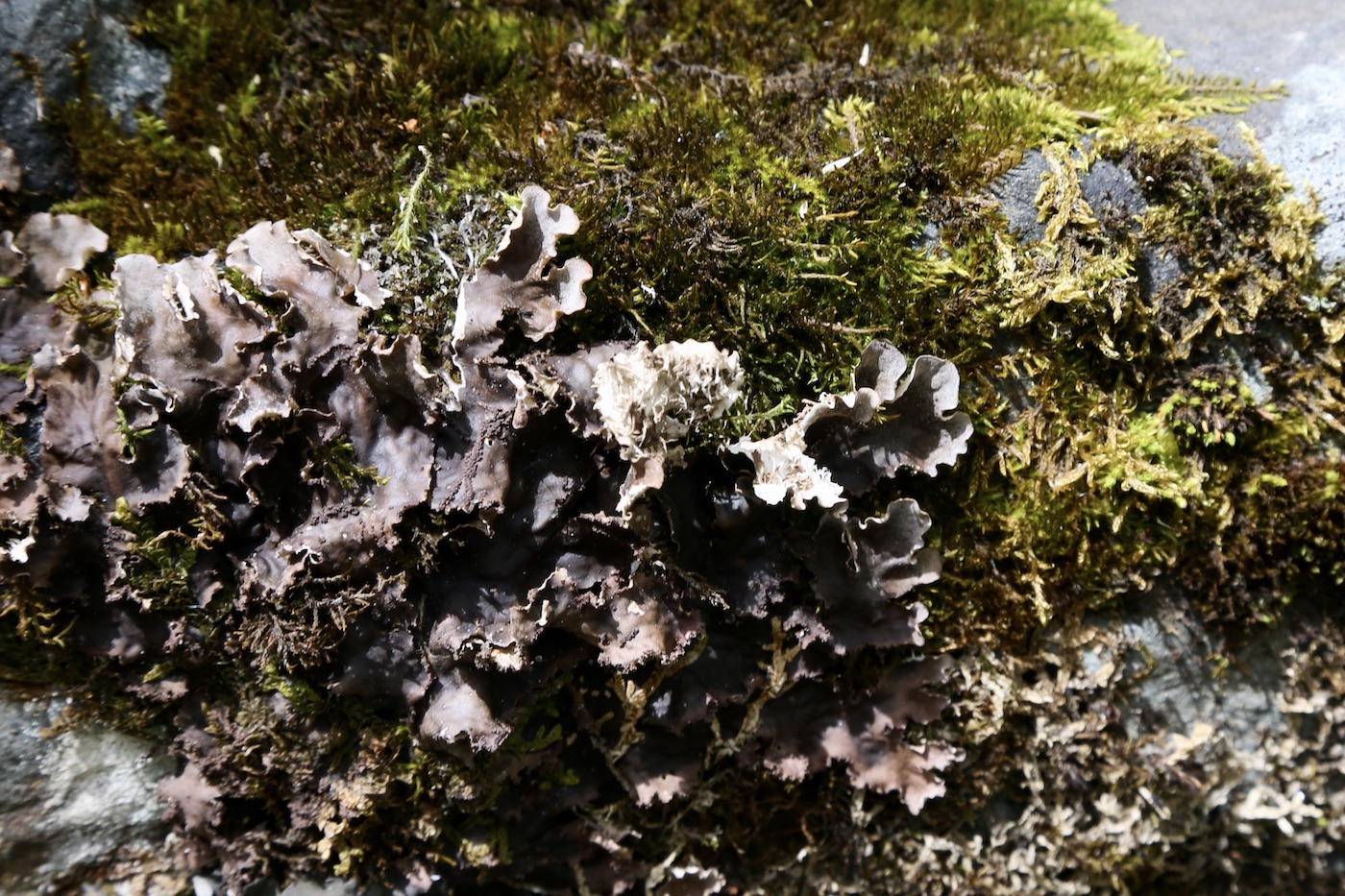 Image of Peltigera praetextata specimen.