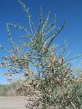 Halostachys belangeriana