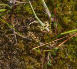 Scheuchzeria palustris