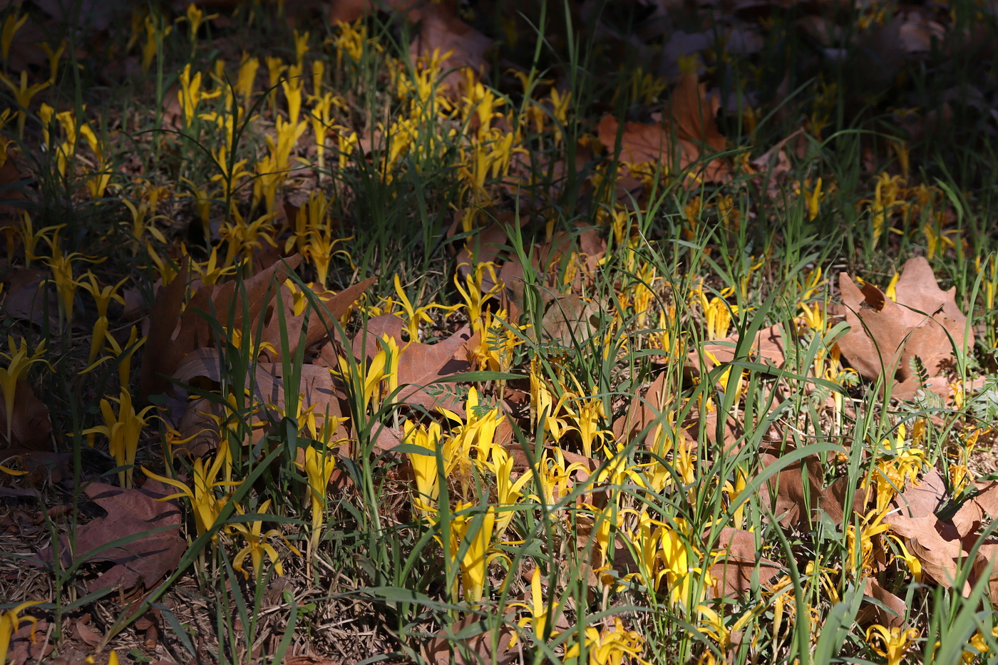 Изображение особи Sternbergia colchiciflora.