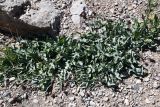 Klasea procumbens