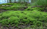 Polytrichum commune. Вегетирующие растения. Вологодская обл., Сокольский р-н, Оларевская гряда, опушка смешанного леса, окраина болота. 13.07.2024.
