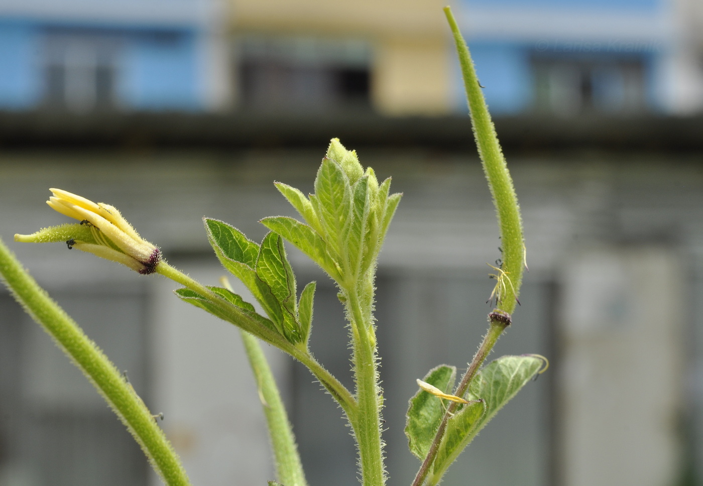 Изображение особи Cleome viscosa.
