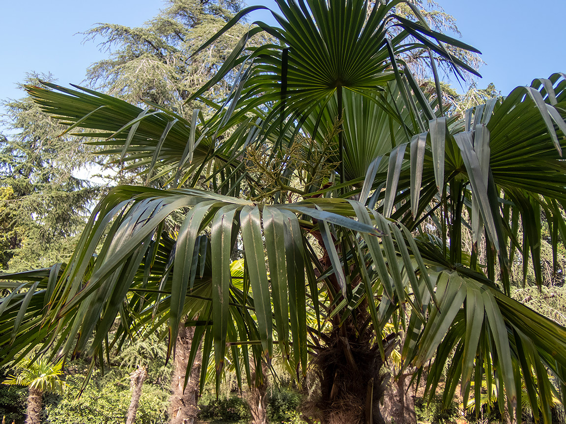Image of Trachycarpus fortunei specimen.