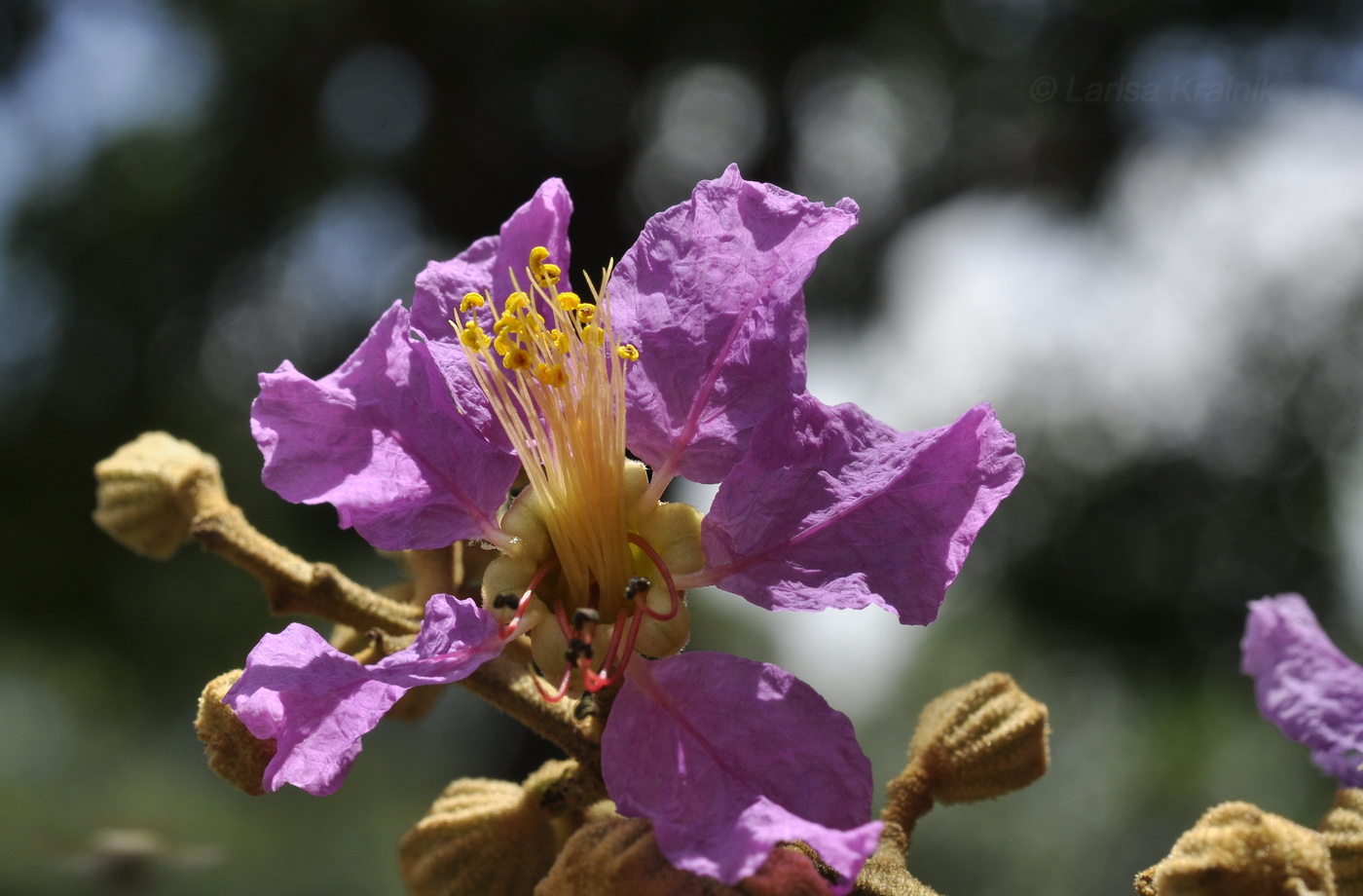 Изображение особи Lagerstroemia speciosa.