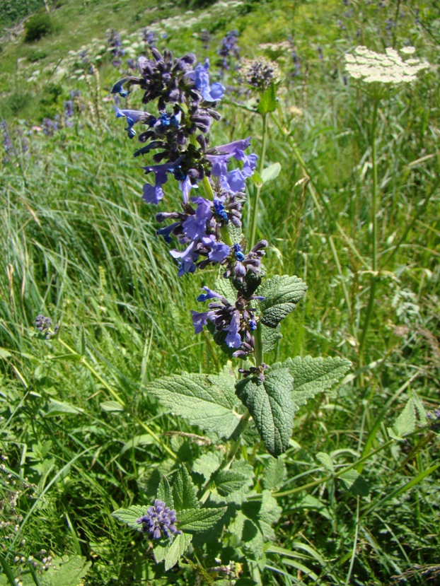 Image of Nepeta teucriifolia specimen.