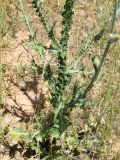 Carduus arabicus
