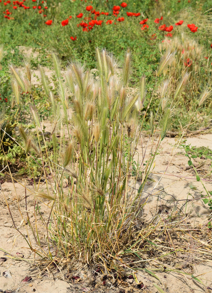 Изображение особи Hordeum leporinum.