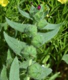 Nonea caspica