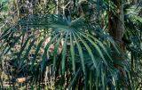 Trachycarpus fortunei
