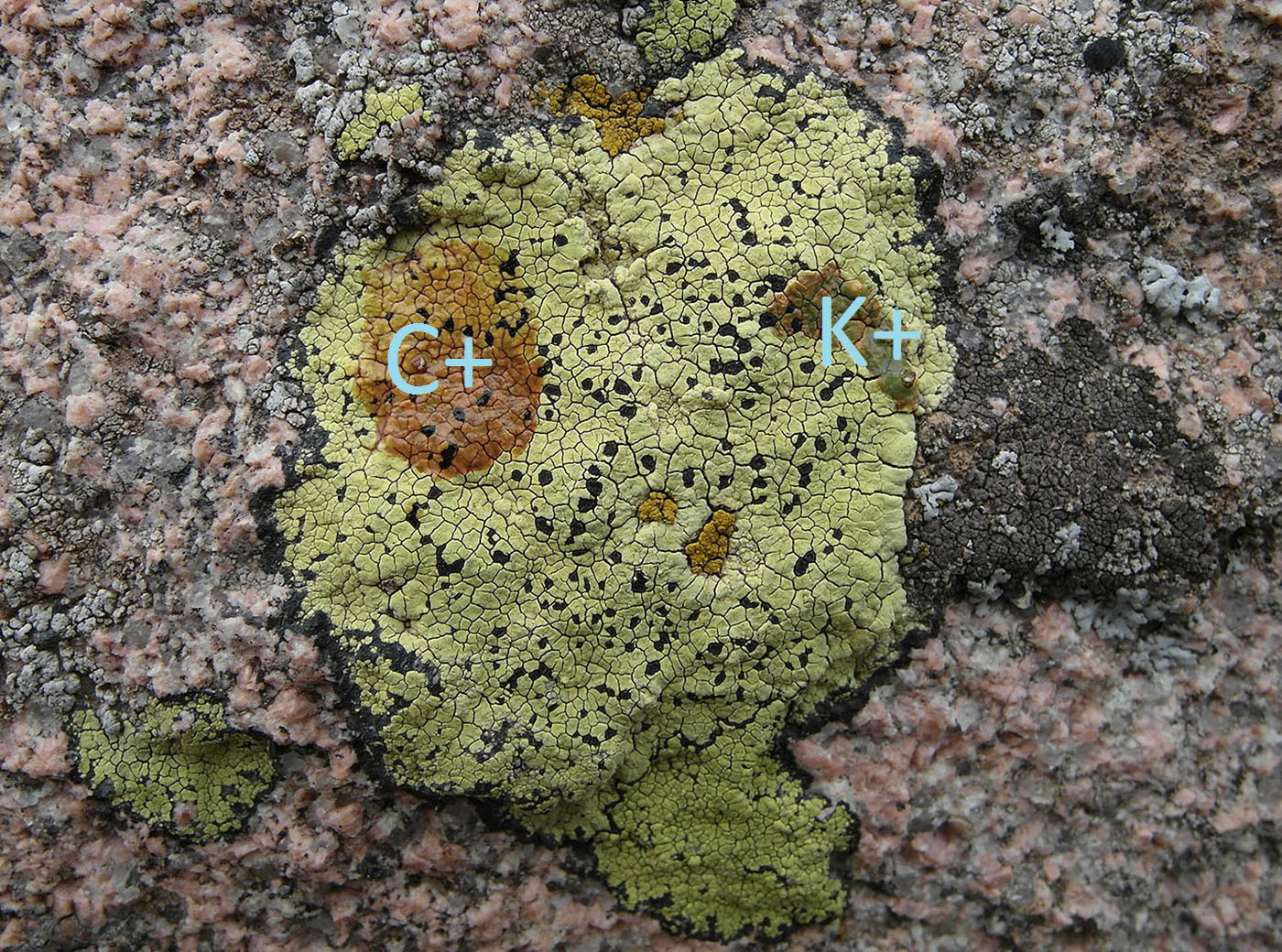 Image of Rhizocarpon superficiale specimen.