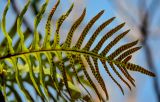 Polypodium cambricum
