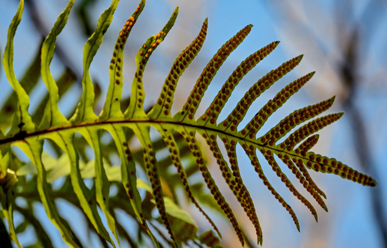 Image of Polypodium cambricum specimen.