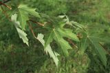 Acer saccharinum. Листья молодого растения. Ленинградская обл., пос. Большая Ижора, площадь напротив остановки \"Почта\", в культуре. 15.09.2024.