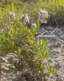 Thymus sessilifolius. Часть куртинки цветущих растений. Краснодарский край, Крымский р-н, окр. станицы Неберджаевская, ур. Темрючки, заброшенный мергелевый карьер, на отвале грунта. 06.06.2025.
