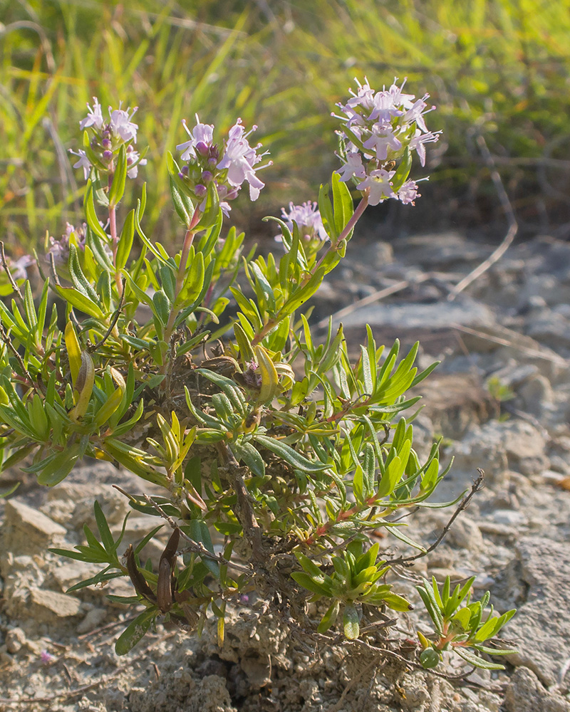 Изображение особи Thymus sessilifolius.