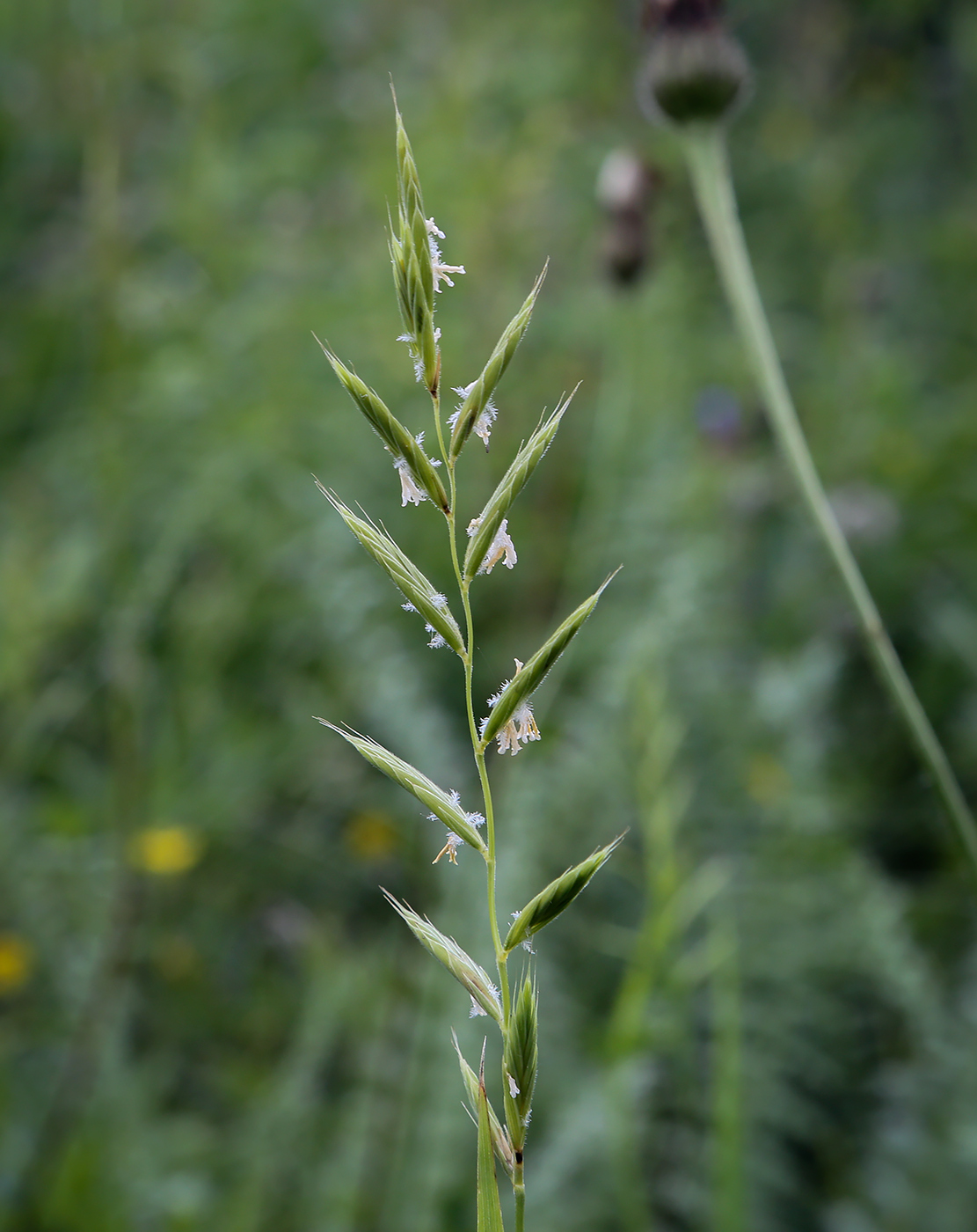 Изображение особи Brachypodium pinnatum.