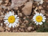 Anthemis jailensis. Соцветия. Крым, гора Чатырдаг, восточный склон, каменистая степь на крутом участке среди леса. 18 июня 2025 г.