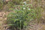 Astragalus vulpinus