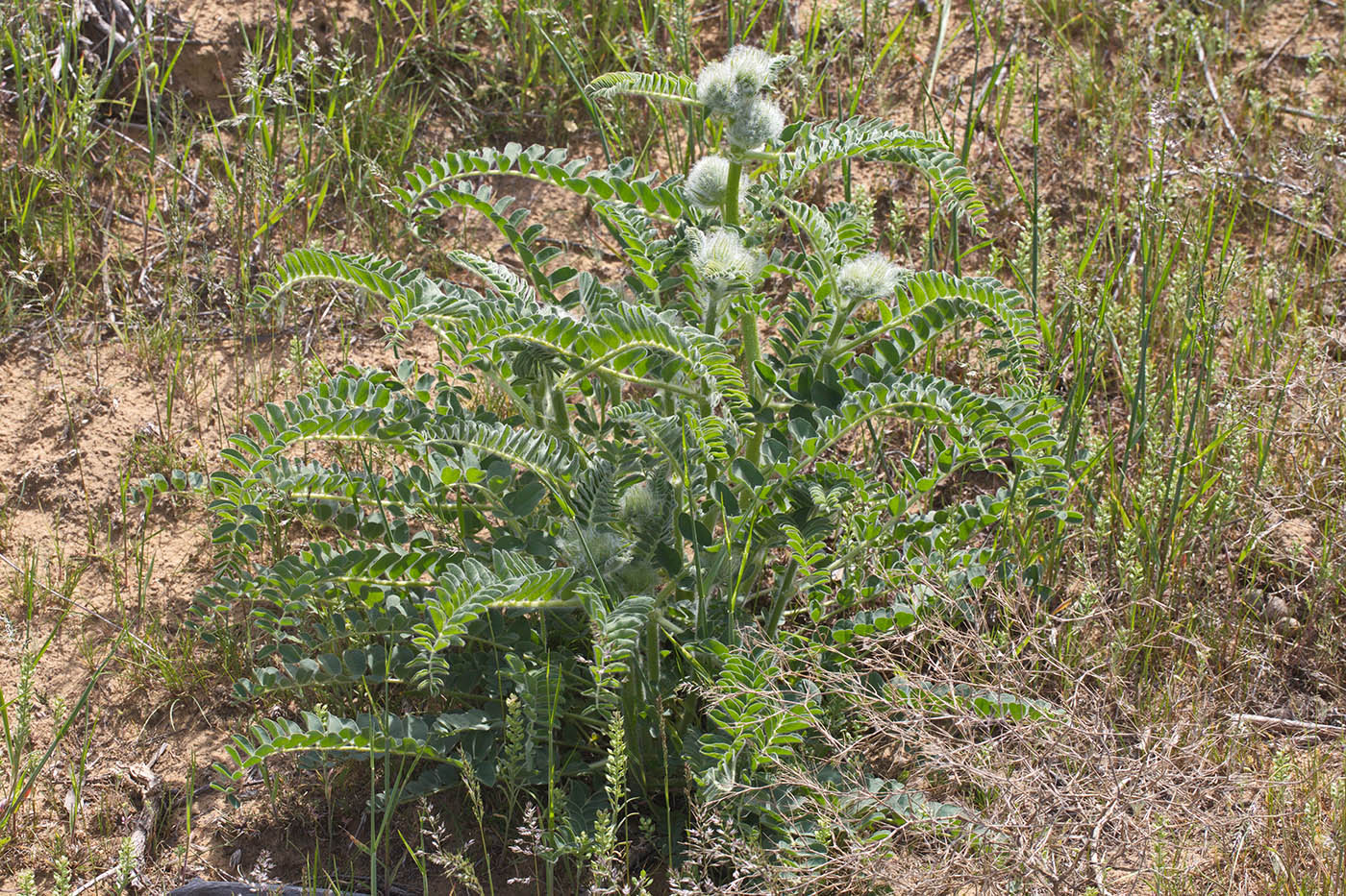 Изображение особи Astragalus vulpinus.
