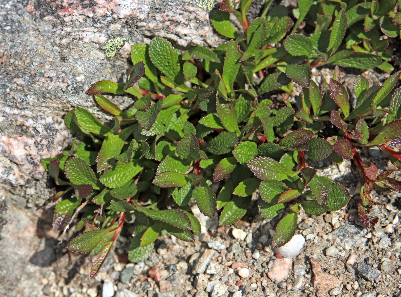Image of Arctous alpina specimen.