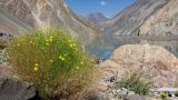 Youngia tenuifolia. Цветущее растение. Таджикистан, Горно-Бадахшанская автономная обл., Рушанский р-н, хр. Сарезский, восточная часть Сарезского оз., окр. устья р. Мургаб, среди сухого окатанного плавника на каменистом берегу озера. 7 июля 2025 г.
