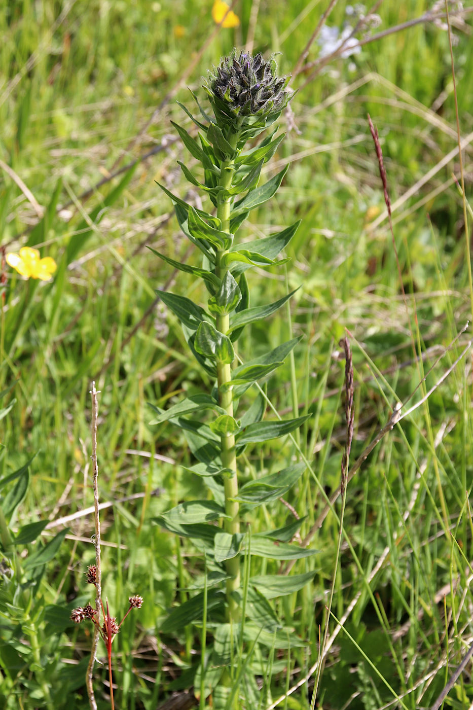 Изображение особи Linum hypericifolium.