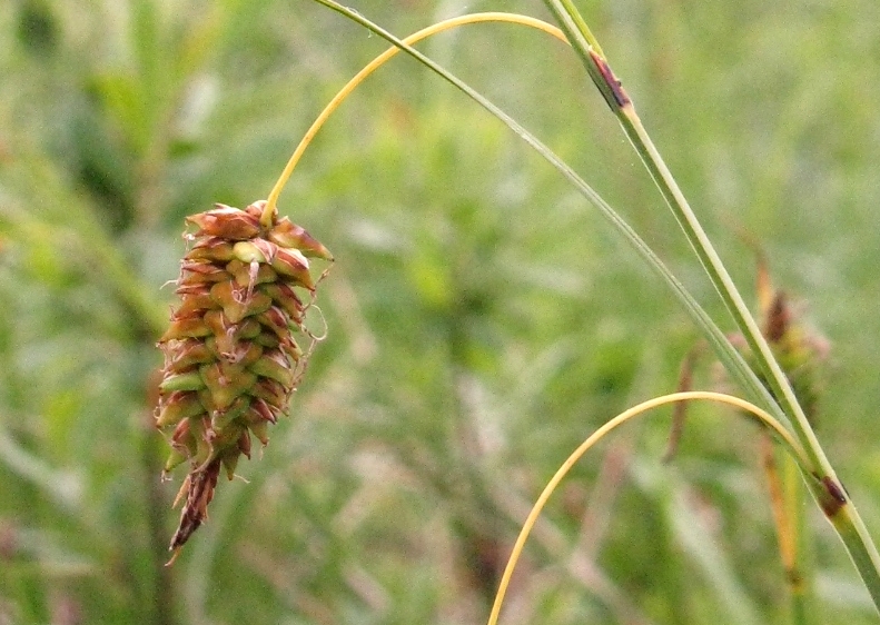 Изображение особи Carex middendorfii.