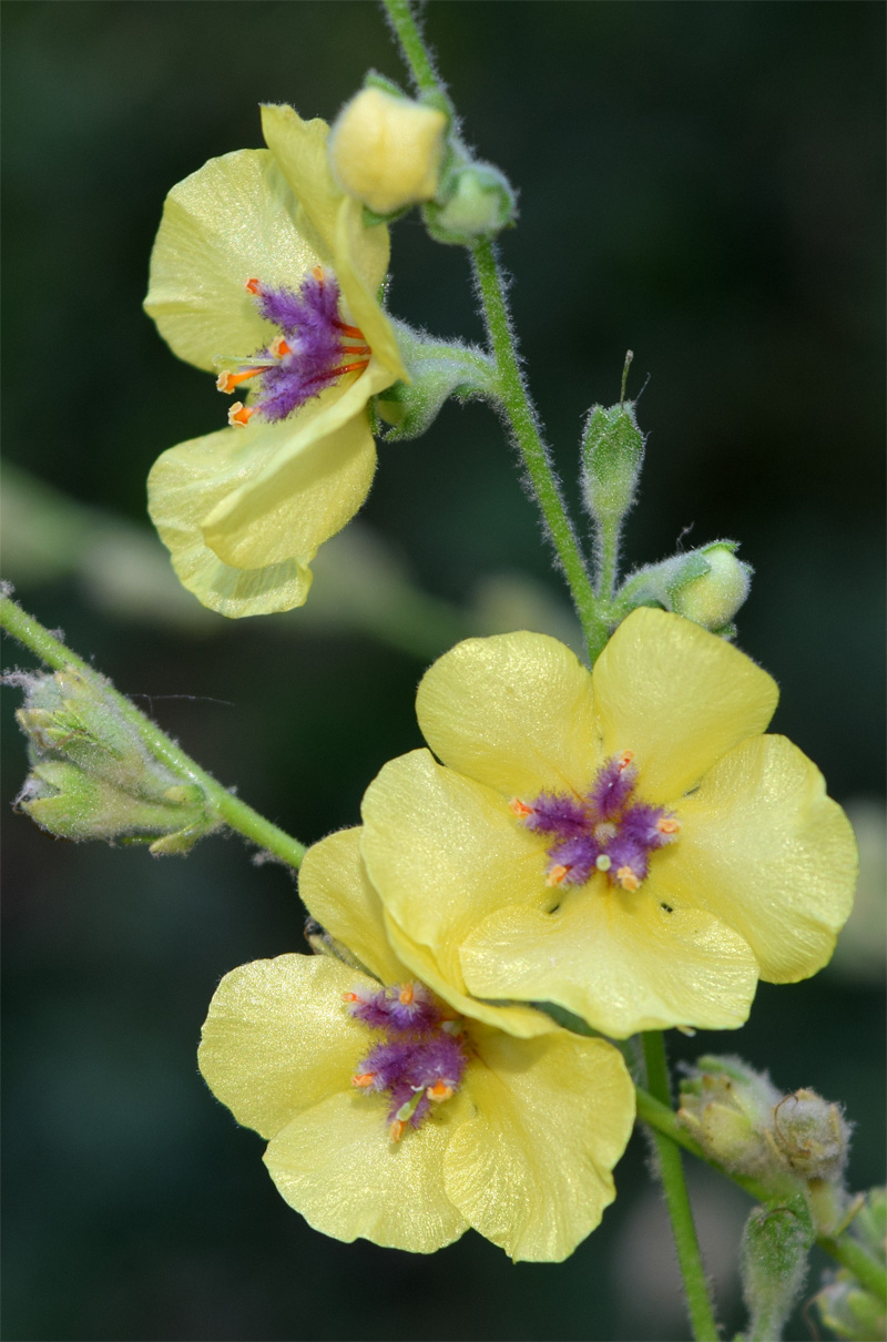 Изображение особи Verbascum sinuatum.