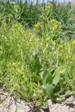 семейство Brassicaceae