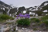 род Primula. Цветущие растения. Кабардино-Балкария, Эльбрусский р-н, западная часть котловины оз. Донгуз-Орун, осушенный участок озера. 18 июня 2025 г.