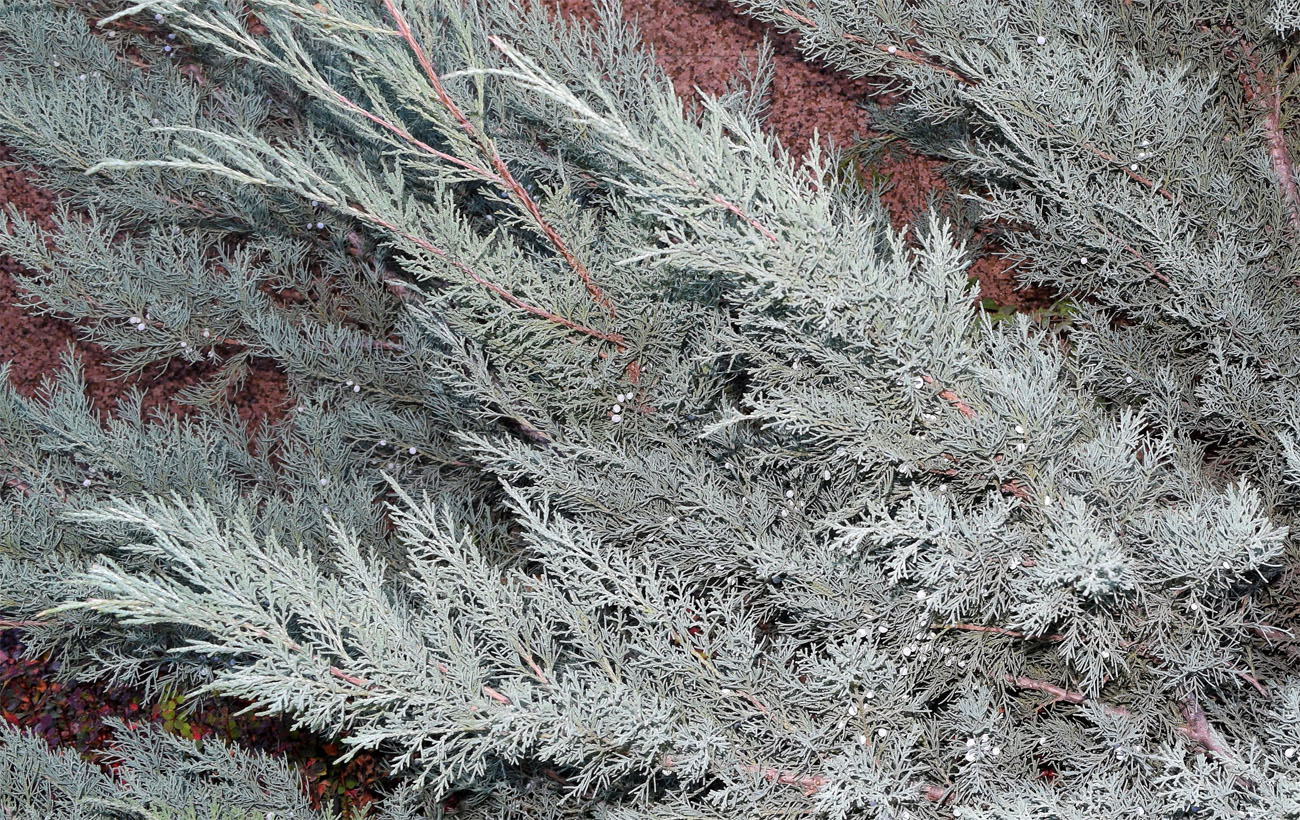 Image of genus Juniperus specimen.
