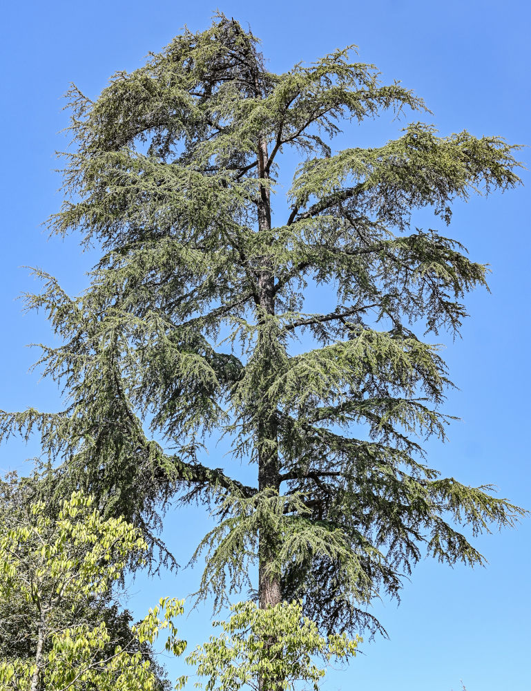Image of Cedrus deodara specimen.