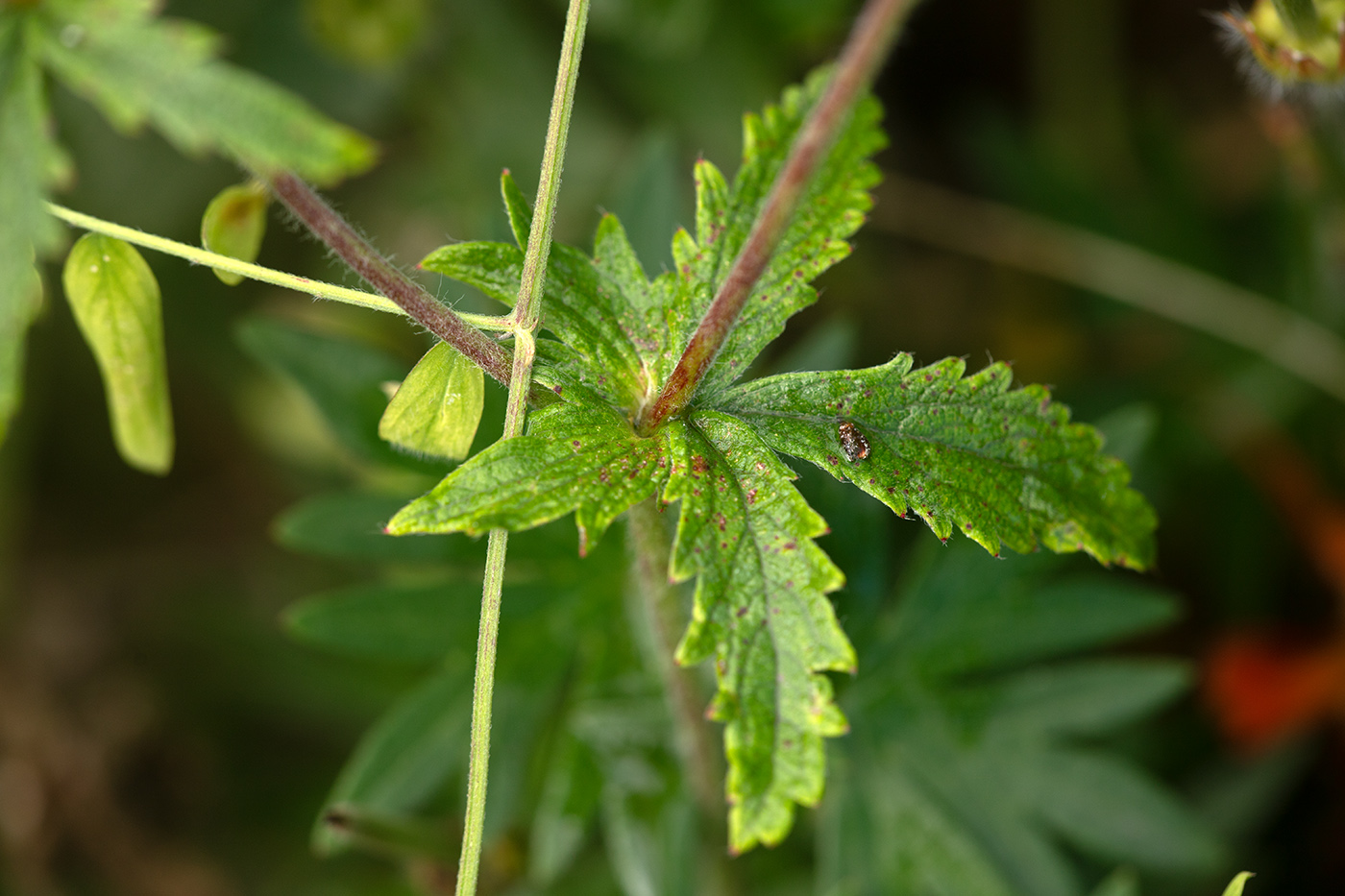 Image of Potentilla thurberi specimen.