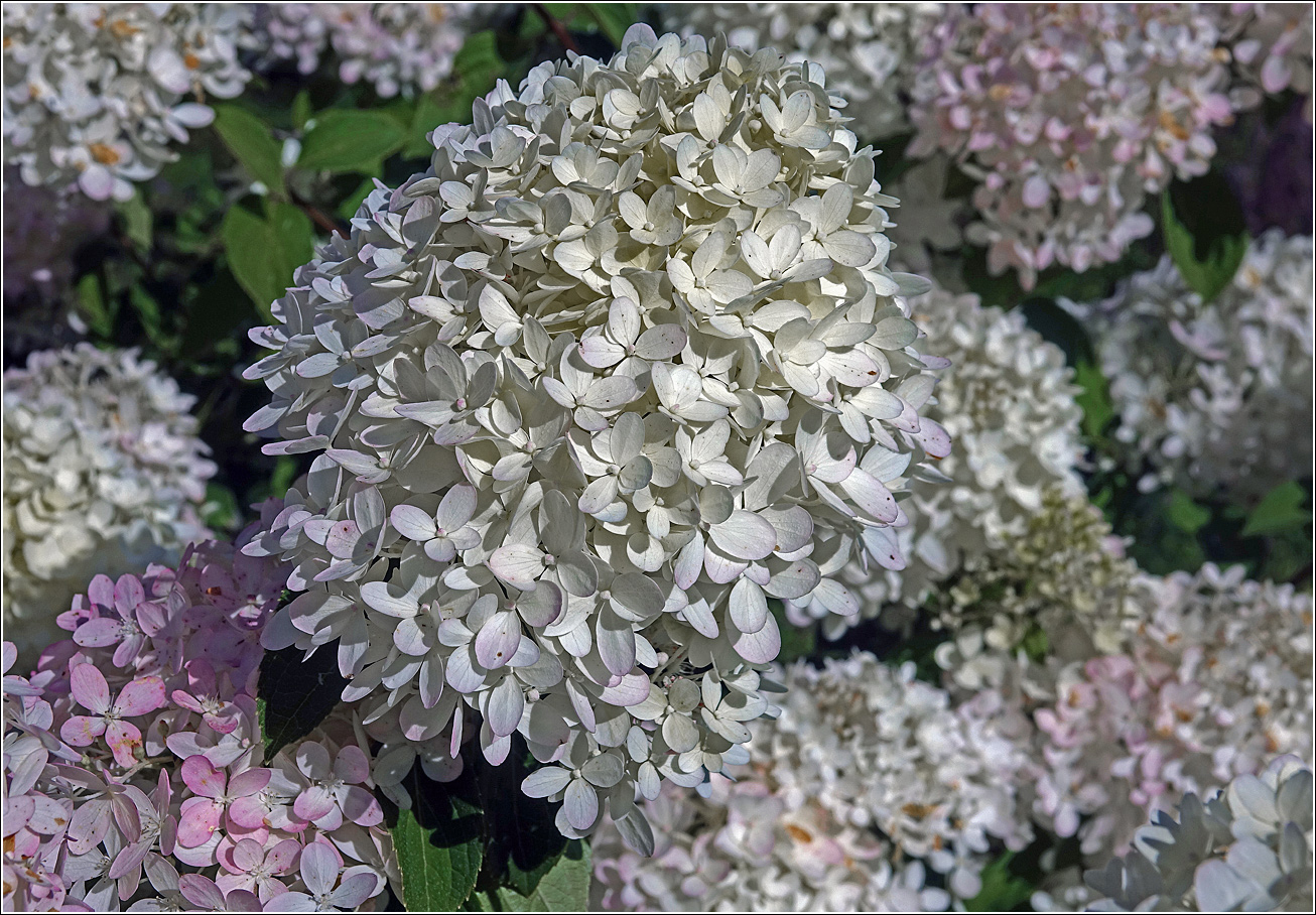 Image of Hydrangea paniculata specimen.