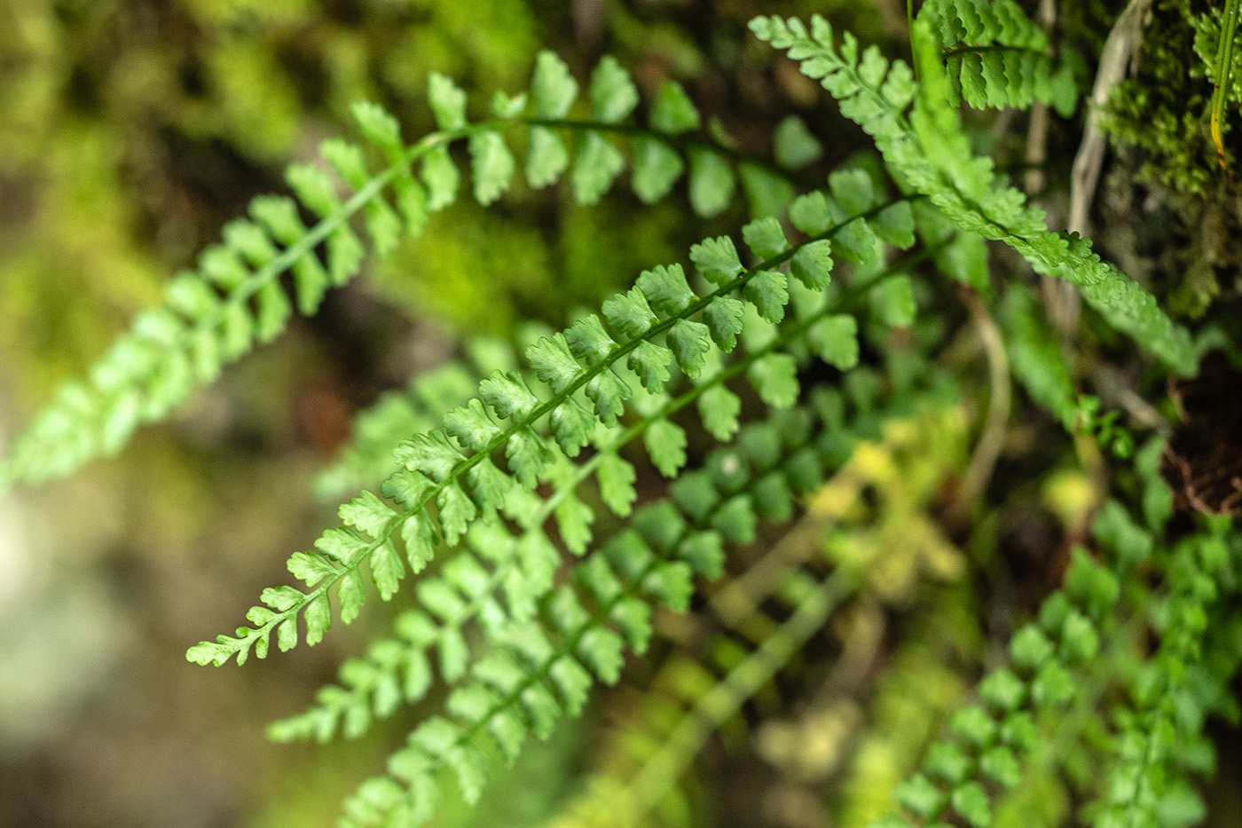 Изображение особи Asplenium viride.