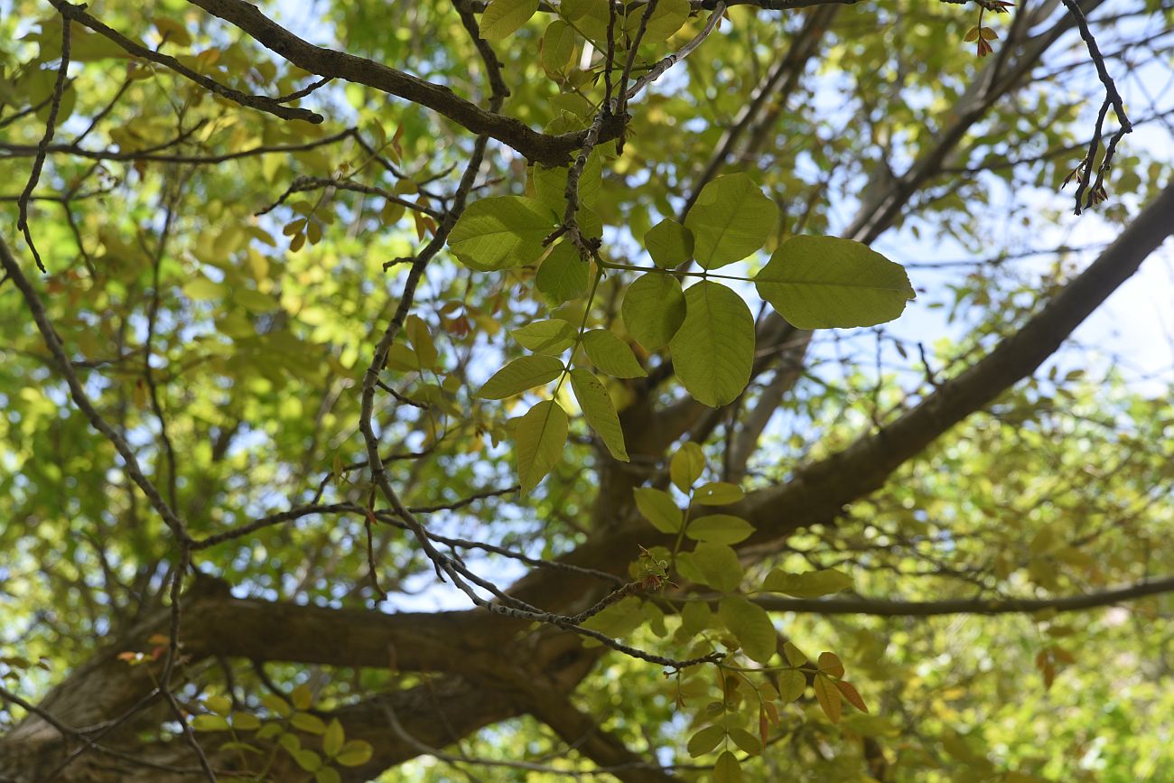Изображение особи Juglans regia.