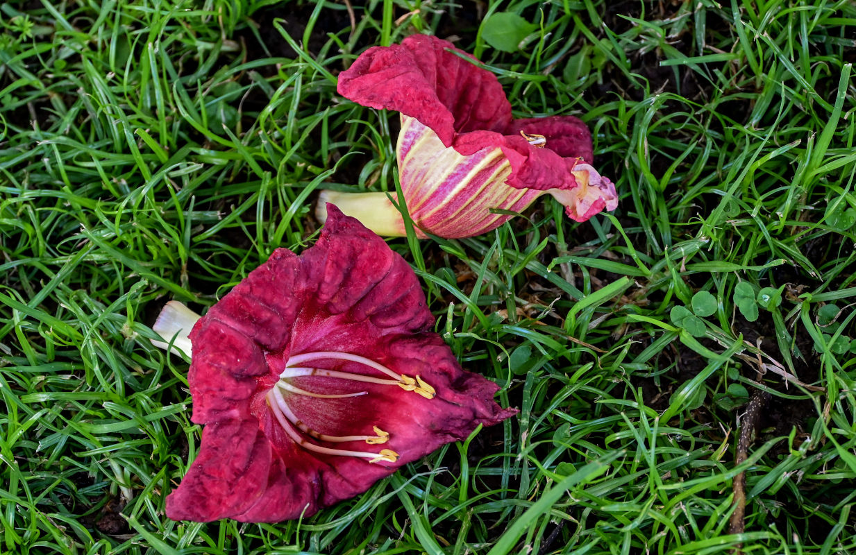 Image of Kigelia pinnata specimen.