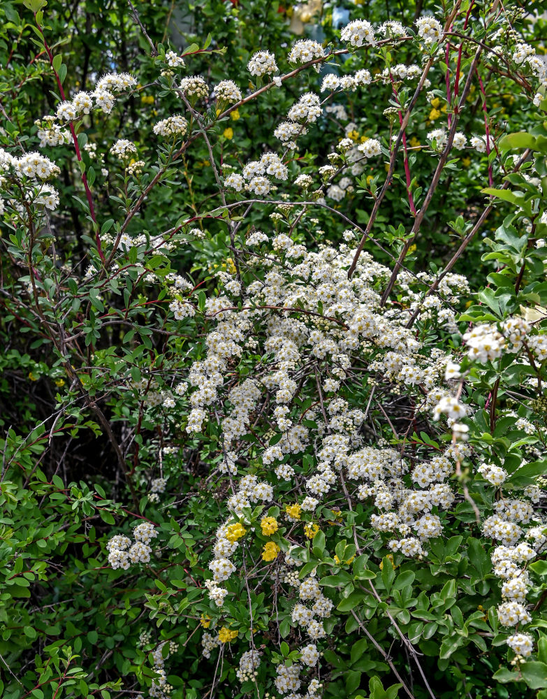 Image of Spiraea canescens specimen.