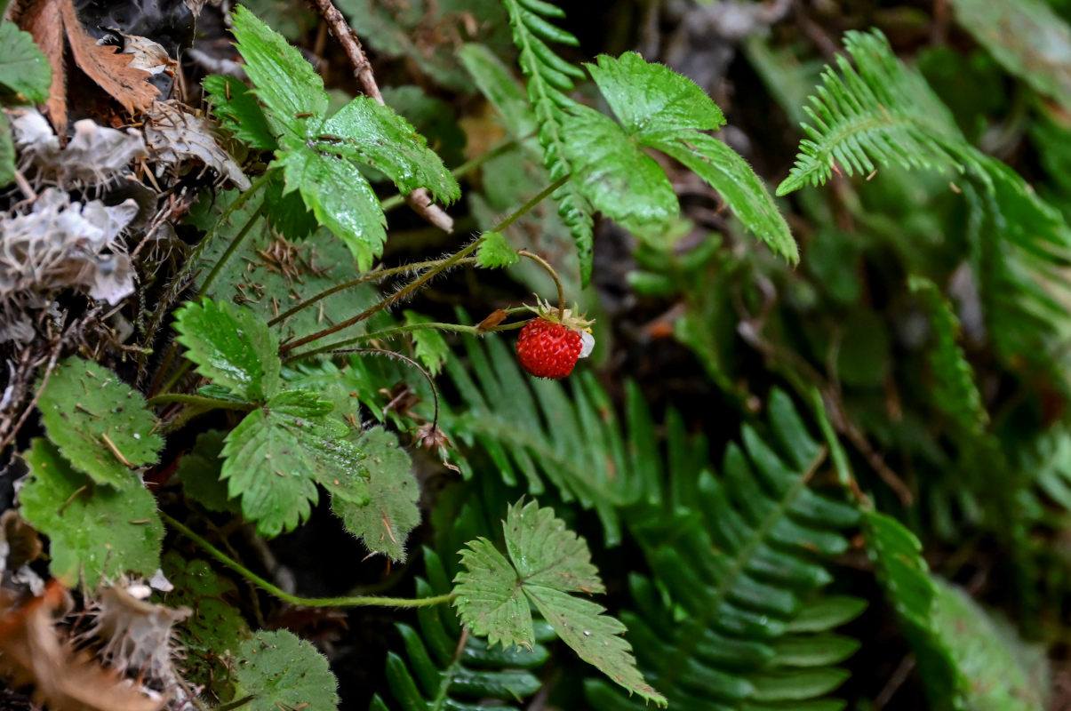 Image of Fragaria vesca specimen.
